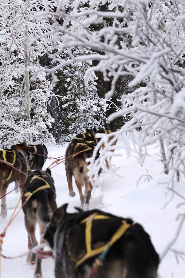 犬たちは、橇に乗る人間の顔の高さまでは考えてはいないからね。