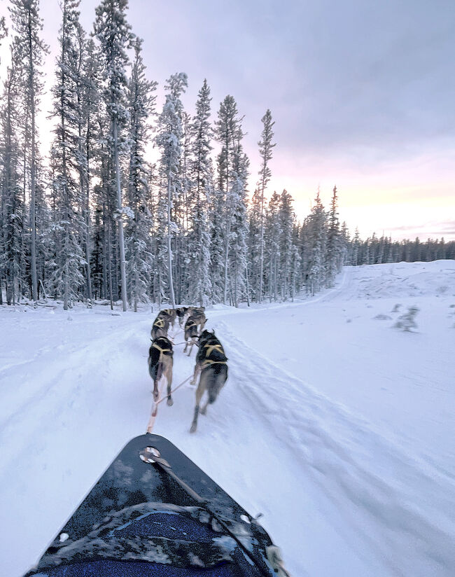 今回、犬ぞりを引いてくれているの犬たちはアラスカン・ハスキー。<br /><br />
