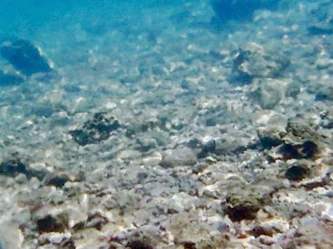 砂地のプールを泳いで出ると、