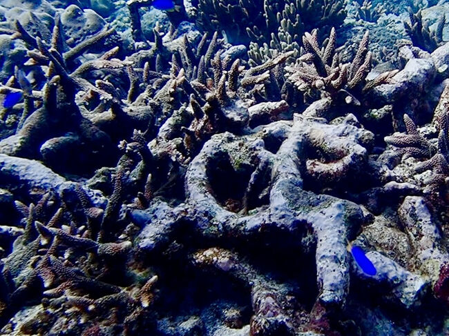 死んだサンゴとルリスズメダイが現れました。