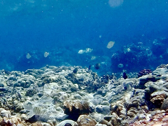 海が深くなるに従って、色々な魚達が泳いでいます。