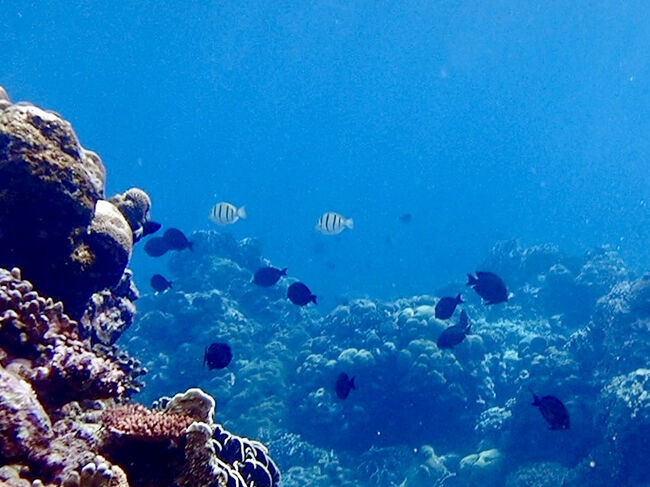 魚達の群れも現れて、