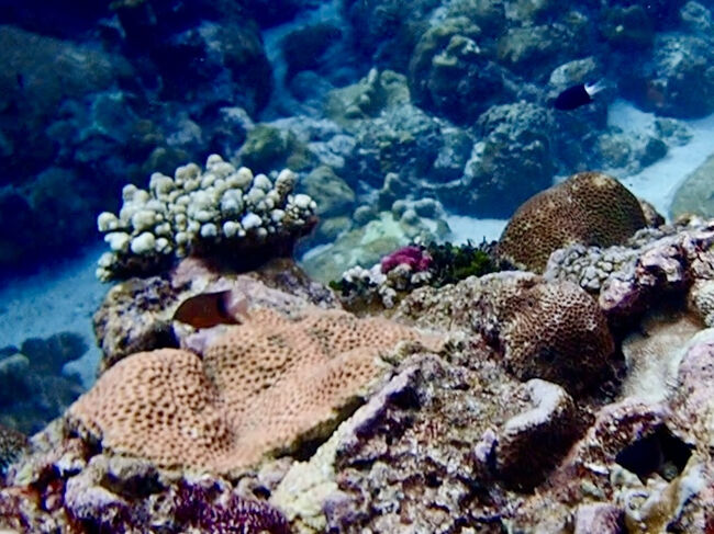 色のついたサンゴもチラホラ見えて来ます。