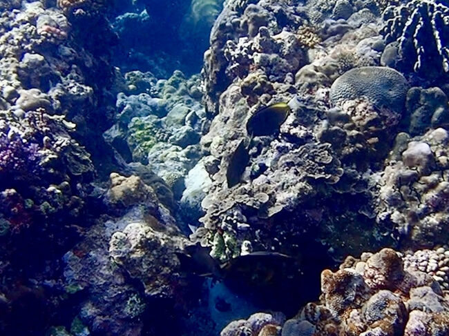 黄色い筋の入ったナミダクロハギに<br />