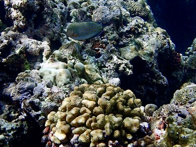 ニジハギもいました。<br />