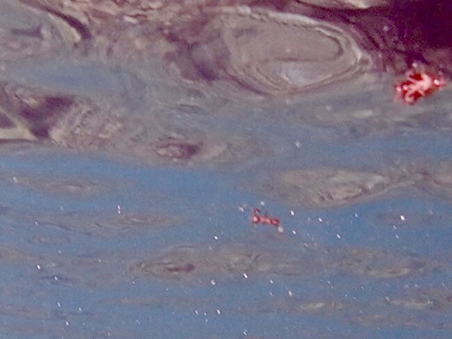 天然のプールに戻って、