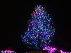 エントランスを入ってすぐの大きな木
イルミが点灯中