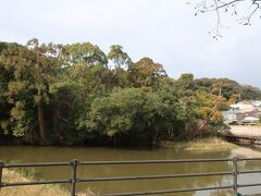 浮島の森にやってきました。住宅街の中に突然沼があって、その中にこんもりとした森があります。正式名称は「新宮藺沢（いのさわ）－浮島植物群落」と呼び、泥炭でできた面積約5,000㎡の島全体が沼の上に浮かんでいるそうです。