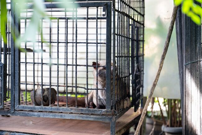 ☆Pawon Luwak Coffee（2024/12/21）<br /><br />この日は朝からカフェインを全く採ってなかったので、観光にも集中できない状態が続いてました。<br />そのため、ガイドに珈琲が飲みたいとリクエストしたら、高級品で有名なジャコウネコ珈琲を飲ませてくれるというので飲む前からテンションが上がりました。<br /><br />Pawon Luwak Coffeeという店に連れて行ってくれて、そこでジャコウネコ珈琲を頂きました。<br />店にはジャコウネコももいました。