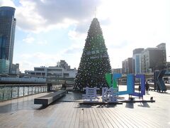 クリスマスツリーは、旧正月まであるのかしら