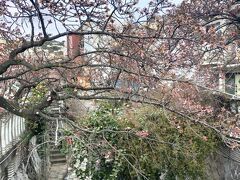 今年は桜の開花がかなり遅れましたが 思ったより 桜が見れたので満足です