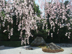 妙心寺の山内には40余りの塔頭がありますが、退蔵院はそのうちでも屈指の古刹として知られています。境内には、国宝「瓢鮎図」（模本）や史跡名勝・枯山水庭園「元信の庭」、そして四季折々の景色が美しい池泉回遊式庭園「余香苑」などがあります。