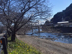 川辺を上流に向けて探すことに・・・・

菜の花？？？が咲いているのですが・・・