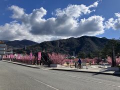 土肥桜　松原公園

濃いピンクと薄いピンクの2種類の土肥桜が咲き誇っていた。