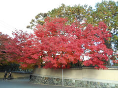 朝早めに家を出て、JR大阪駅から京都駅へ。
去年はJR京都線が遅れて大変な目に遭ったので、今年は余裕を持って出発したはずだったのですが
なんと今日は京都駅から東福寺へ向かうJR奈良線がストップ！
急遽、京都駅前から京都市バス208系統に乗車して東福寺へ向かいました。
バス停から歩くことしばし、
参道ではさっそく見事な紅葉が出迎えてくれました。


