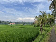 中心部からちょっと脇道を入っただけなのに、なかなか良い雰囲気のライスフィールドが広がる。ここはとてもおすすめなので、ウブドに来る人には勧めたい場所。