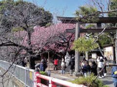 荏原神社

旧東海道は目黒川に架かる品川橋を渡りますが。

目黒川沿いにある荏原神社は今の時期、めっちゃ綺麗な梅が咲いています。

品川橋から見えるので今日も咲いてると思い立ち寄ってみる事に。