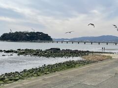 蒲郡は高校以来の2回目
愛知県民にして初見の竹島です
ゆりかもめ、時々トビ