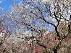 早咲きの梅がほぼ満開！