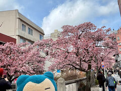 街なかまで歩いてきたお目当てはこれ。熱海桜。

市街地中心、熱海銀座を流れる糸川沿いの桜並木です。コヒガンザクラ系らしくて、いまが花盛り