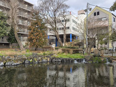 2月12日
朝食後少し三島を散策します、水の都三島らしい白滝公園です