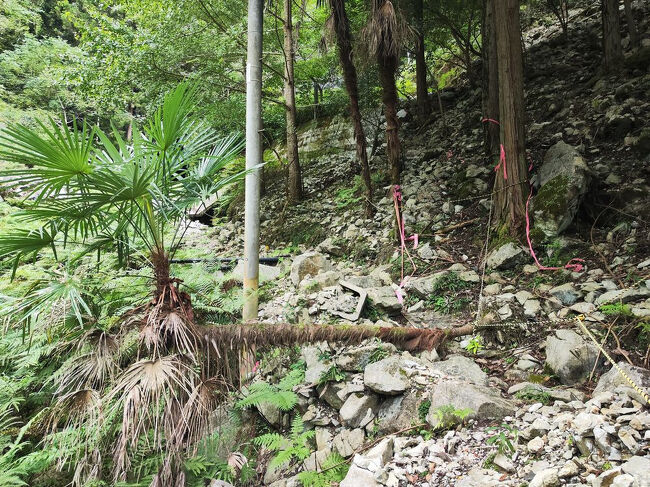 まあ実は事前に調べてたから最近行けるようになったのは知ってたんだよね。