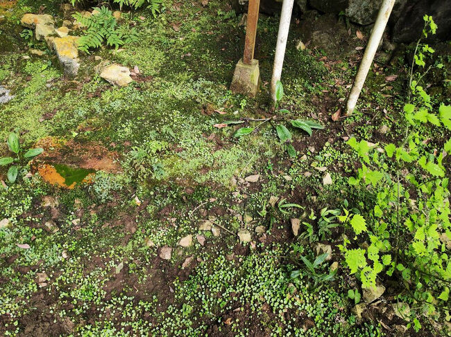 人が来ないからコケがいい感じ。