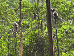 スーパーを出て、ようやくモンキーフォレストに到着。中には入りませんでしたが、お猿さん達がたくさんいました。私は猿や鳥と相性があまりよくないので、慎重に横の歩道を通り過ぎました（笑）。