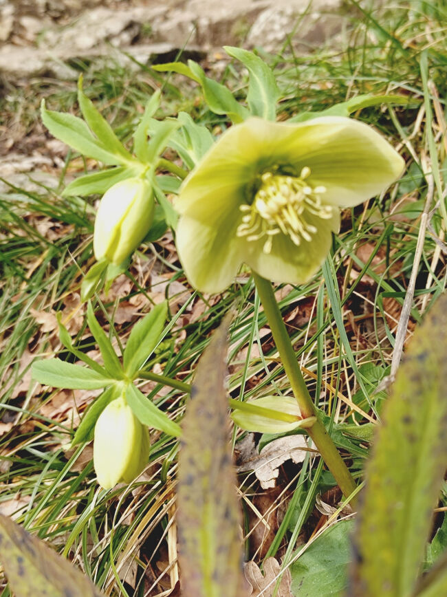 チェスタの塔からはKursaal Congress Centerまで歩き旧市街方面へ。<br />途中で見つけた可憐なお花。