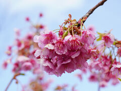 土肥にある松原公園の土肥桜が満開です