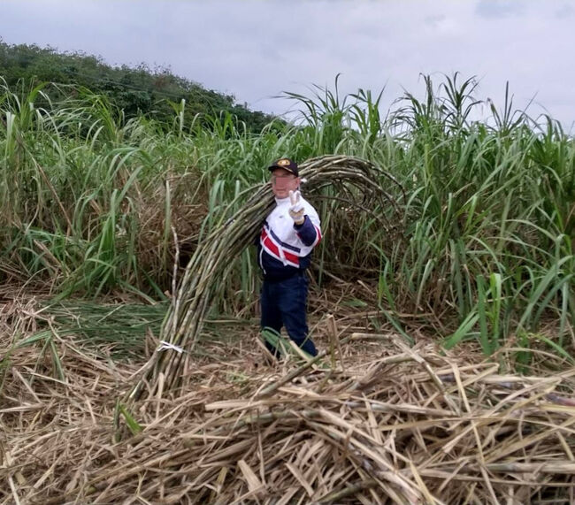 ガイドの方がサトウキビの狩り方を教えてくれました。