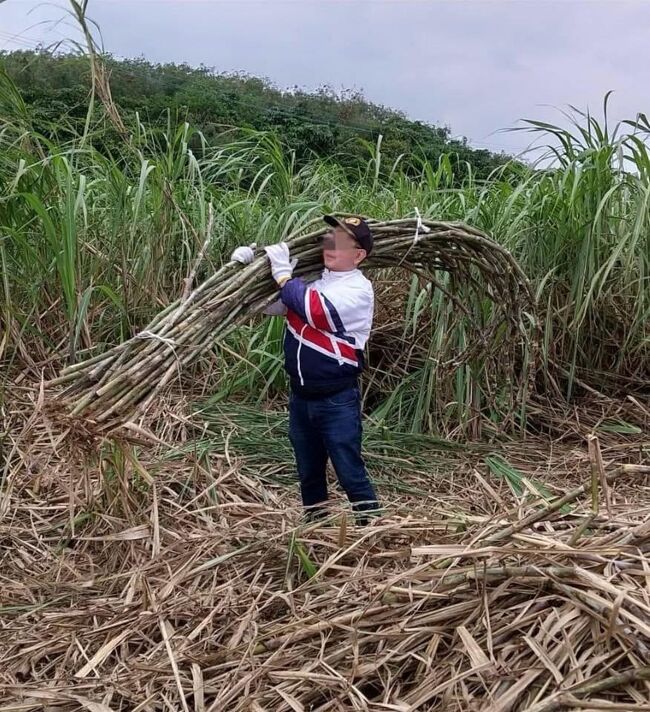 20～30本の狩ったサトウキビを集めて縛り担ぎます。<br />そんなに重くはなかったです。