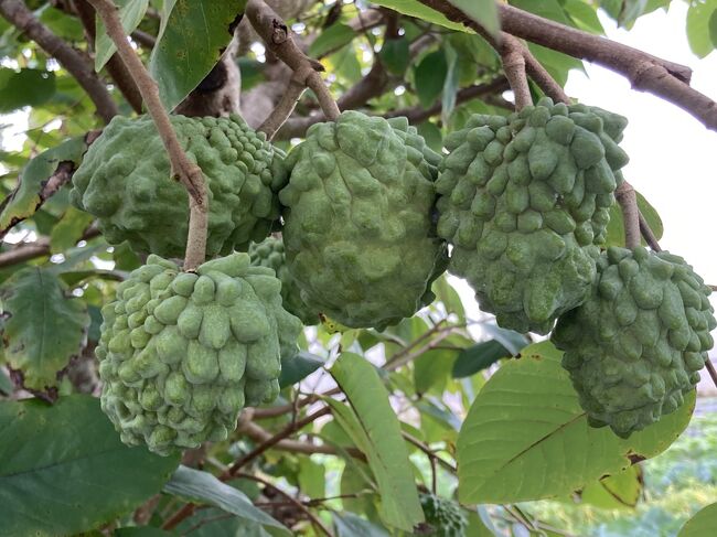 これがアテモヤの果物です。