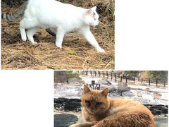 【2020年11月★雲仙】
それから1年半後、ふたたび旅先で猫と出逢います。

観光客の多い土地柄なのか、人間にまったく動じることなく、マイペースを貫く猫たち。