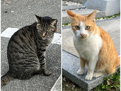 【2023年2月★瀬長島】
バス停付近で出逢った猫たち。
瀬長島の猫たちは、人との距離を置く子が多かったのですが、この子たちだけは別でした。
2匹ともと～っても人懐っこく、可愛らしい鳴き声ですり寄ってきてくれます。