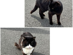 【2023年3月★田代島】
旅先で猫との触れ合いが楽しくなってきた私たち夫婦。TVで放映された猫の島「田代島」を、初めて訪れることにしました。

最初に港で歓迎してくれた猫たち。
島を去る時も、最後まで「スリスリ」のおもてなしをしてくれました(^^♪。