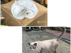 【2023年9月★嬉野温泉】
温泉街で見かけた猫たち。
地域で保護されている猫たち（上）や、お店で飼われている猫ちゃん（下）。
触れ合うことは出来なかったけれど、ねこミュ二ケーションは取れました(^^)。

【この旅で出逢った猫　3匹】

★この猫たちが登場した旅行記★
https://4travel.jp/travelogue/11857661