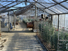 あまりにも寂しい開花状況やったんで駐車場に向かったら、カーネーション見本園の看板があったんで寄ってみることに。

有料なのか受付で確認したら、カーネーションも今年は寒波続きで開花が遅れてるため、今は無料オープンにしてるとのこと。
ということで、見学にさせてもらったら、色とりどりのカーネーションがけっこう咲いてた(^_^)
