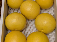 ひろめ市場で食べた文旦が美味しかったので、自宅に送りました。
地元のスーパーマーケットで購入したので4000円でした。
かなりお安く買うことができました。
７個4000円、１個600円弱とお得でした。
酸味と甘みが絶妙でめちゃ美味しかった。
ちなみに、帰りの高知空港のお店では、１個1500円でした。

初めての高知旅、めちゃくちゃ楽しかったです。
鰹の塩たたきも美味しかったし、うなぎも美味しかった。
文旦も美味しかった。
久礼大正町市場の鰹のたたきを食べに絶対にまた来ます。
これで四国は、香川県と高知県を訪れました。
徳島県と愛媛県にも行きたいね。
愛媛県の松山城と宇和島城に行けば、現存12天守コンプリートだぞ！