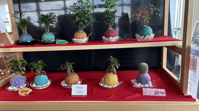 「苔玉盆栽」も可愛い(??＞?＜?)。??