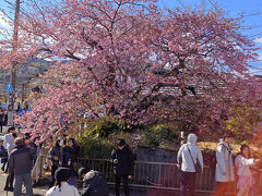 失礼ながらマイナーと思っていたが、驚きの神社でお参りして河津桜原木に向かう。
流石原木。
他の河津桜は接ぎ木だが、このお方は根っこから河津桜。
DNAが濃いのだろう。
一句
原木は寒波来ようが四分咲き
お粗末