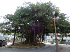 10:15 名護のシンボルツリー 名護ひんぷんガジュマル
高さ19ｍの推定樹齢300年という国指定天然記念物のガジュマルの大木。