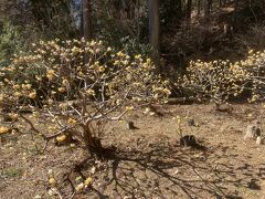公園では早くもミツマタが咲き始めていました。
