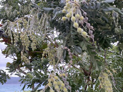 この後はビジターセンターで小笠原諸島の歴史について学びました。
ビジターセンターは写真NGなのでなし。

付近の公園には見慣れない植物があって、ちょっとした植物園みたい。
小笠原固有の種が多すぎて、およそ本土では見られない動植物が至る所にあります。パラレルワールドみたいだ。