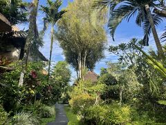 庭に出ると、珍しく朝から青空が出ていてテンションがあがる！