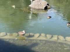 寄り道その2
公園の凍った池に立つカモを見るなど