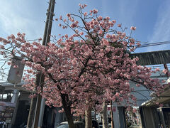 駅前の桜。この木は七分咲きくらい。