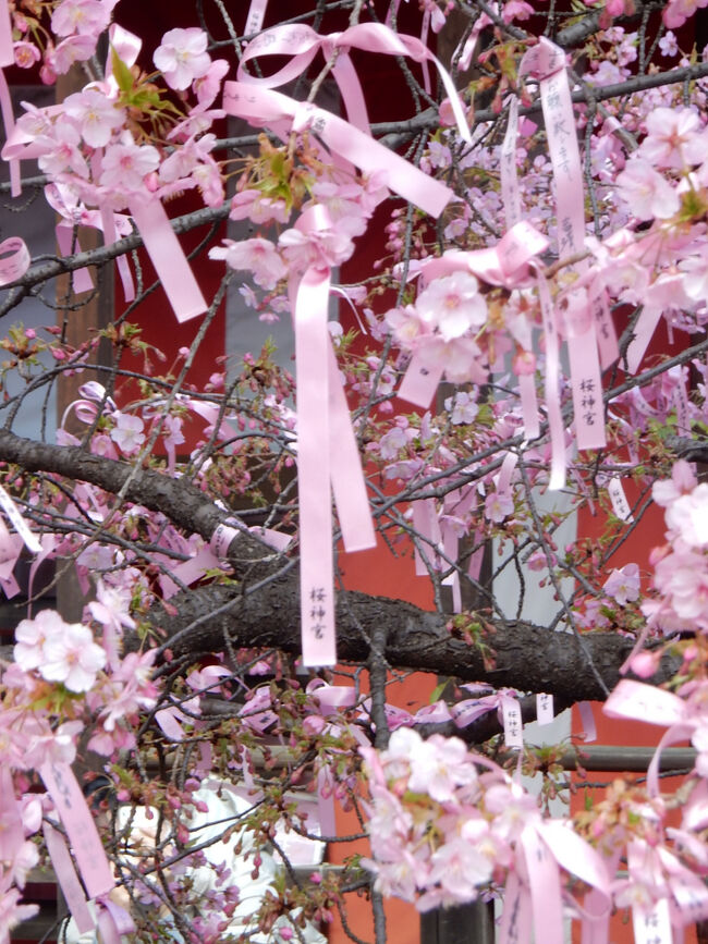 河津桜咲く 桜神宮 花さんぽ 」2025』三軒茶屋・駒沢(東京)の旅行記