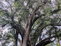THE BIG TREE
バオバブの木
樹齢何年だっけ？確か2000年超だとか