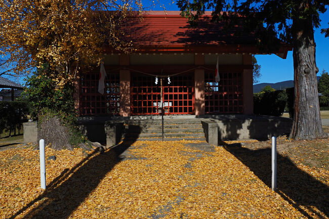 狛犬さえ見当たらない小さな神社は、黄色く染まった銀杏の絨毯が日差しを浴びて輝いていた。